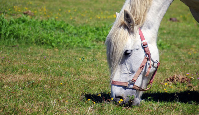 Bien alimenter son cheval