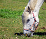 Feeding your horse in a good way