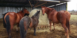 Filets à foin pour chevaux - liste